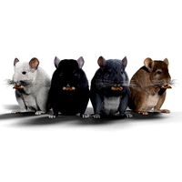 Chinchilla Animated VFX Grace