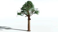 EVERYPlant Kauri SINGLE --1 Model--