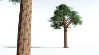 EVERYPlant Kauri 12 --14 Models--