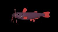Catfish model - generic species