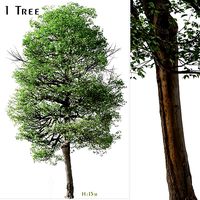 Italian Alder or Alnus cordata Tree