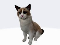 Ragdoll animated Cat