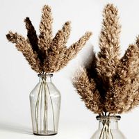 pampas dry plant Bouquet galss vase 14