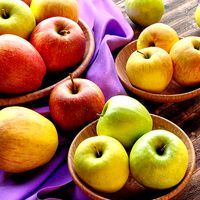 Apples