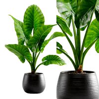 Potted Alocasia Macrorrhiza