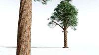 EVERYPlant Kauri 11 --14 Models--