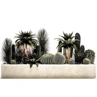 Cactus set in a concrete flowerpot for the interior 1100