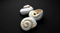 UltraDetailed Seashell