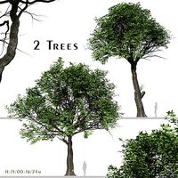 Set of Quercus serrata or Korean Oak Tree - 2 Trees