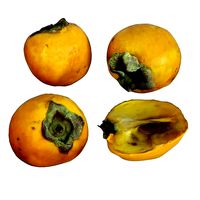 Persimmon model