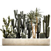 Cactus set in a concrete flowerpot for the interior 1096