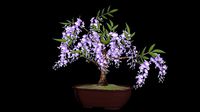 Bonsai - wisteria sinensis