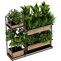Collection plant vol 296 - indoor - leaf