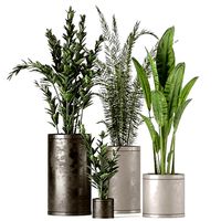 Collection Indoor Plants Set Nim02