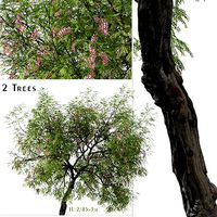 Set of Robinia hispida or Bristly locust Tree - 2 Trees