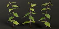 Stinging Nettle Photoreal and Game Ready
