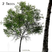 Set of Taiwan beech or Fagus hayatae Tree  - 2 Trees