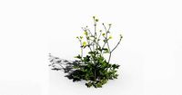 Buttercup Flower VFX Grace