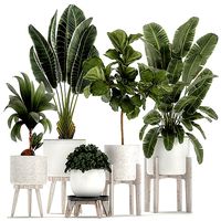 Plants in a white flowerpot for the interior 1091