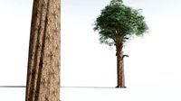 EVERYPlant Kauri 06 --14 Models--