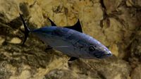 Longtail tuna