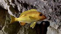 Five inned Fish