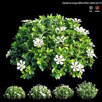 Gardenia angustifolia Merr 10
