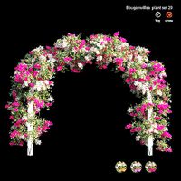 Bougainvillea plant set 29