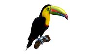 Toucan