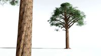EVERYPlant Kauri 03 --14 Models--