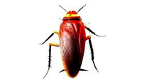 Cockroach