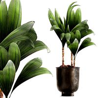 Cocos nucifera in a metal flowerpot 1089