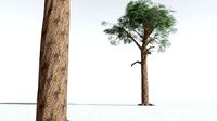 EVERYPlant Kauri 02 --14 Models--