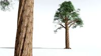 EVERYPlant Kauri 01 --14 Models--