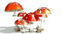 EVERYPlant Fly Agaric 12 --12 Models--