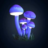 Magic mushrooms