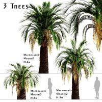 Set of Macrozamia Moorei Palm or Carnarvon Gorge Trees - 3 Trees