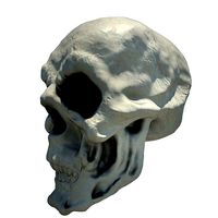 Skull