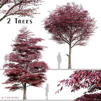 Set of Nyssa Sinensis or Chinese Tupelo Tree - 2 Trees