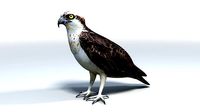 Osprey - Standing