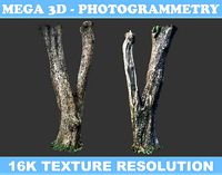 Low poly - High poly Trunk 04 - Photogrammetry