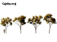 Koelreuteria - paniculata  tree 01