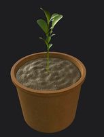 Plant pot