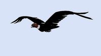 Animated Rigged Condor