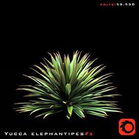 Yucca Elephantipes set 01