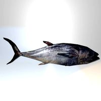 Lowpoly Great Tuna