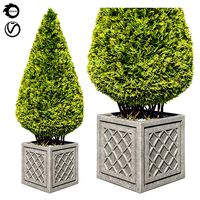 Thuja Folded Giant 1