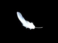 Feather animation  wing fly float plume pinna indumentum