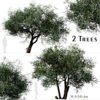 Set of Koroneiki Olive or Olea europaea Tree - 2 Trees