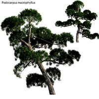 Podocarpus macrophyllus - yew plum pine 02